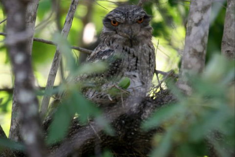 Bush Oasis Caravan Park - Brisbane Tourism 7
