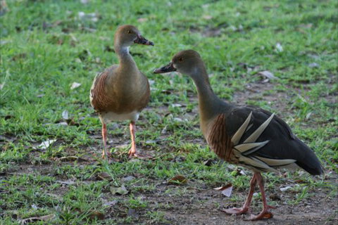 Bush Oasis Caravan Park - Brisbane Tourism 8