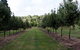 Oakhill Cottage - thumb 6