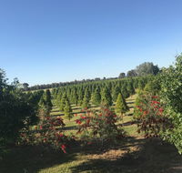Rutherglen Christmas Trees Farm Stay - Brisbane 4u
