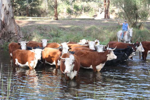 Stockyard Creek - Brisbane 4u 3