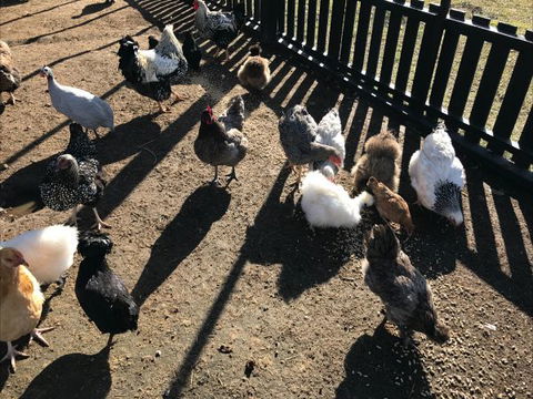 The Woods Farm - Brisbane 4u 4