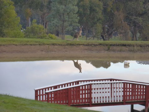 The Black Sparrow - Brisbane Tourism 3