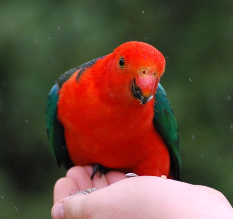 Bellthorpe Stays - Nature's Retreat - Tourism Brisbane 1
