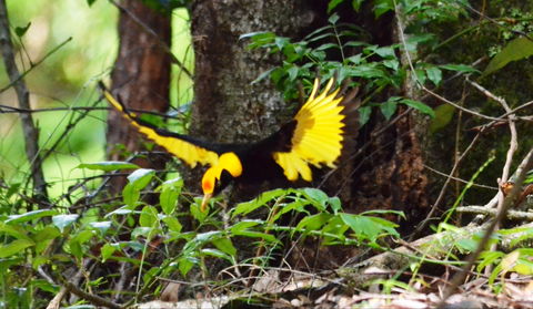 Bellthorpe Stays - Nature's Retreat - Tourism Brisbane 4