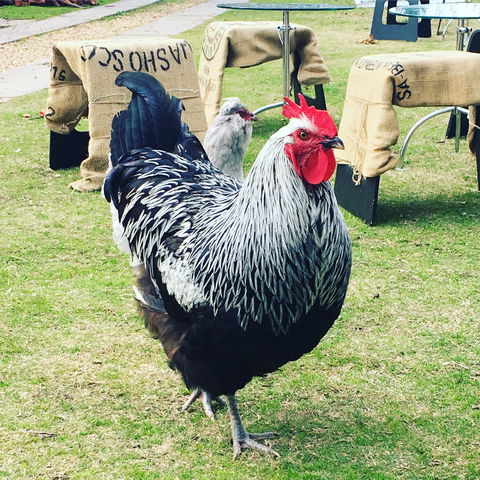 Container65 - Tourism Brisbane 4