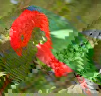 Peacock Creek campground - Tourism Brisbane