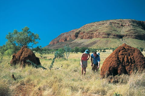 Silent Grove Camp At Wunaamin Miliwundi Ranges Conservation Park - Brisbane Tourism 3