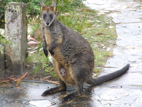 Aquila Eco Lodges - Brisbane 4u 4