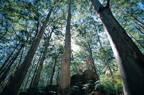 Boranup Camp At Leeuwin-Naturaliste National Park - Brisbane Tourism 1
