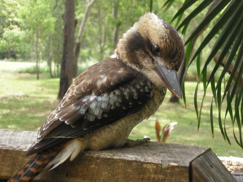Captain Cook Holiday Village - Brisbane Tourism 1
