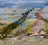 Eaglereach Wilderness Resort - Tourism Brisbane