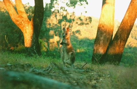 Kingbilli - Brisbane 4u 7