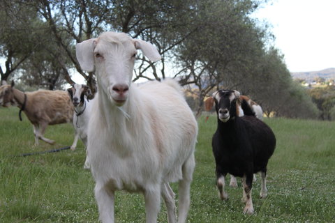 L'Oliveraie - Tourism Brisbane 5