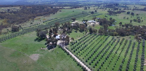 L'Oliveraie - Tourism Brisbane 6