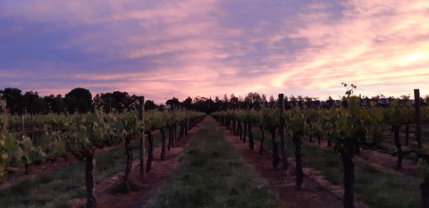 Milawa Vineyard Views - Tourism Brisbane 0