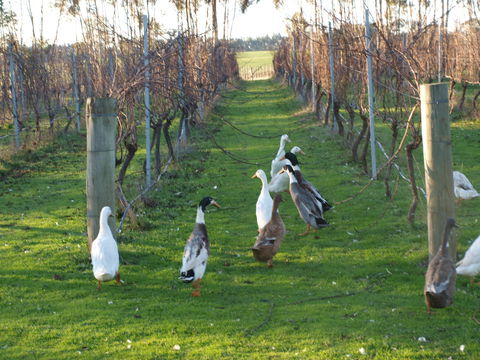 Pierrepoint Wines Bed & Breakfast - Brisbane Tourism 2