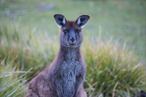 Mays Homestead - Flinders Chase National Park - Tourism Brisbane 2