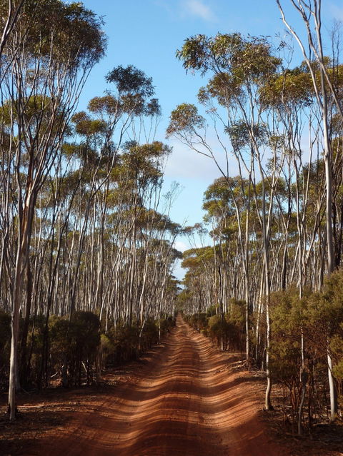 Victoria Rock Camp At Goldfields Woodlands National Park - Tourism Brisbane 0