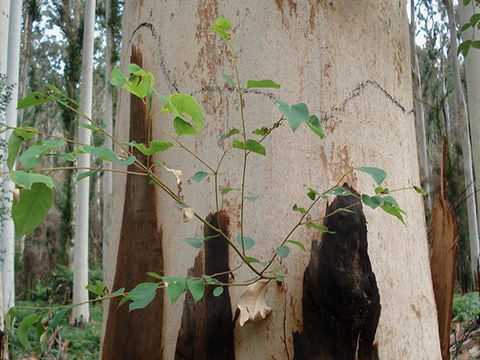 Acacia Flat Campground - Brisbane 4u 1
