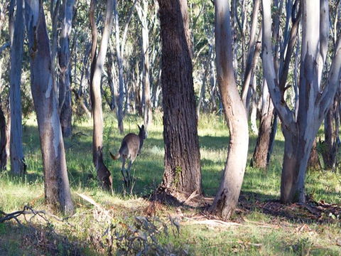 Apsley Falls Campground - Brisbane 4u 2