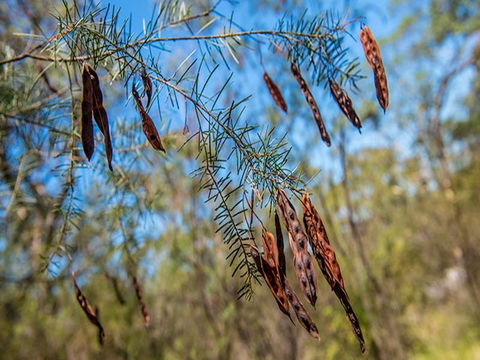 Finchley Campground - Brisbane Tourism 1