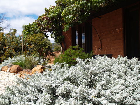 Kangaroos In The Top Paddock - Tourism Brisbane 0