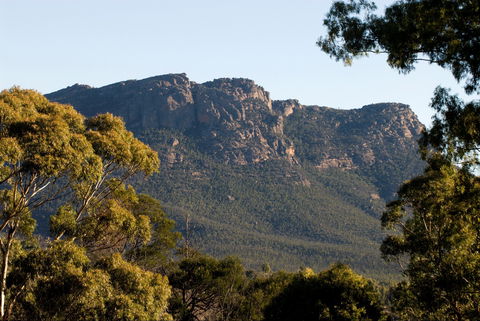 Kangaroos In The Top Paddock - Tourism Brisbane 2