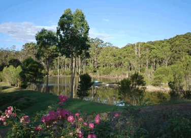 Forest Lodge Resort - Tourism Brisbane 3