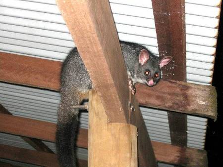Pemberton  Forrest Cottages  - Tourism Brisbane 0