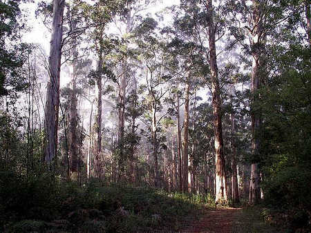 Pemberton  Forrest Cottages  - Tourism Brisbane 1