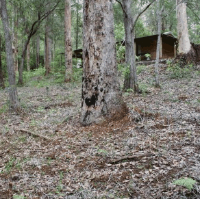 Pemberton  Forrest Cottages  - Tourism Brisbane 2