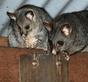 Pemberton  Forrest Cottages  - Tourism Brisbane 4