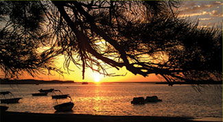 Pelican's Nest - Tourism Brisbane 0