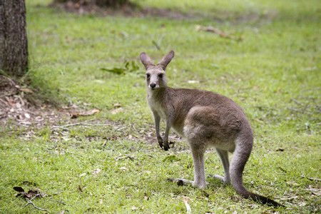 Hungry Head Cabins - Tourism Brisbane 3