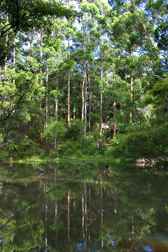Peppermint Grove Retreat - Tourism Brisbane 0