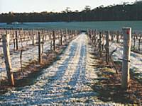 Treen Ridge Vineyard Accommodation - Tourism Brisbane 1