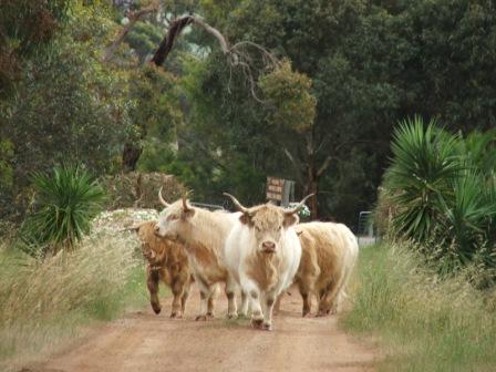 Maleeyas Thai Cafe And Studio Hillside Bamboo Nursery - Brisbane Tourism 4
