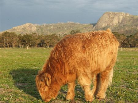 Maleeyas Thai Cafe And Studio Hillside Bamboo Nursery - Brisbane Tourism 5
