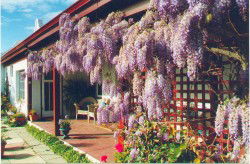 Woodchester Bed And Breakfast - Tourism Brisbane 1