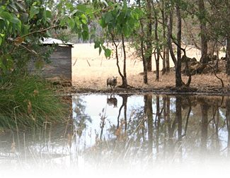 Cambray Cottages - Tourism Brisbane 3
