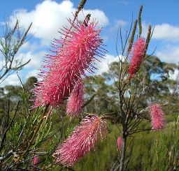 Lake Ninan WA Tourism Brisbane