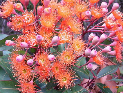 Nutkin Lodge - Brisbane Tourism 5