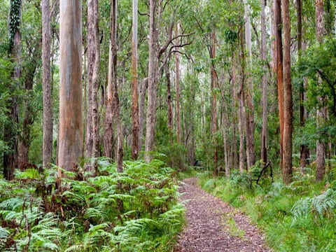 Blue Gum Flat Campground - Brisbane Tourism 1