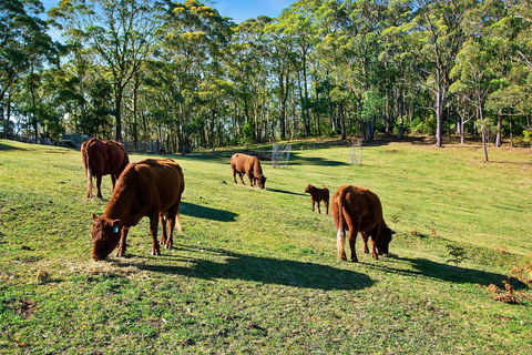 Gowan Ross Cottage - Tourism Brisbane 1