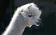 Morvern Valley Farm Stay Cottages - thumb 2