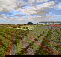 1837 Barossa Luxury Vineyard Cottages - Tourism Brisbane