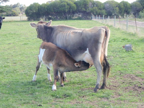 Animal Land Farm Stay - Brisbane 4u 2