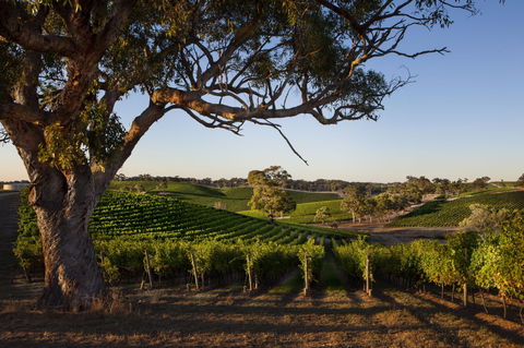 Longview Vineyard Accommodation - Brisbane Tourism 2