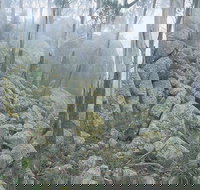 Waratah Gully campground - Tourism Brisbane